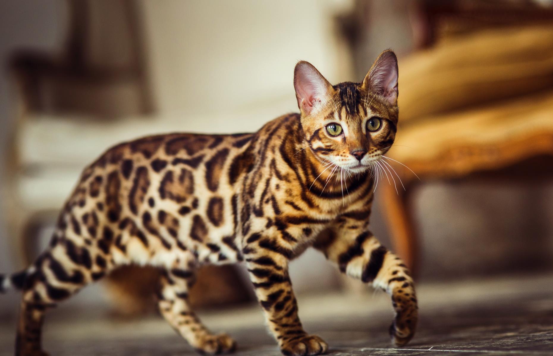 Cato the Bengal cat, $41,435 (£25k)
